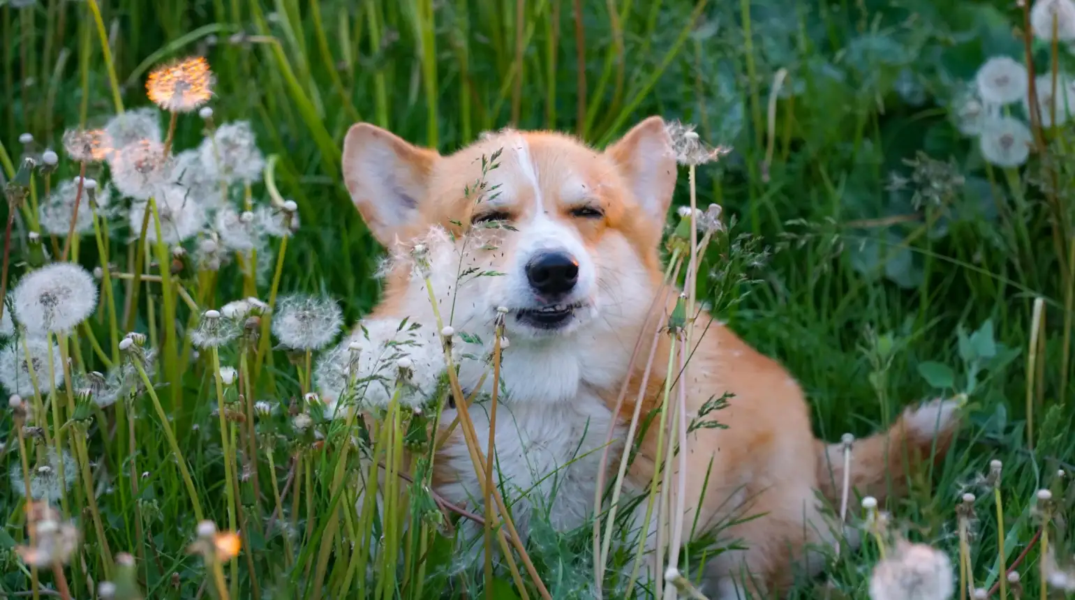 Your Pet Won't Stop Itching? Santa Rosa Pollen May Be the Cause