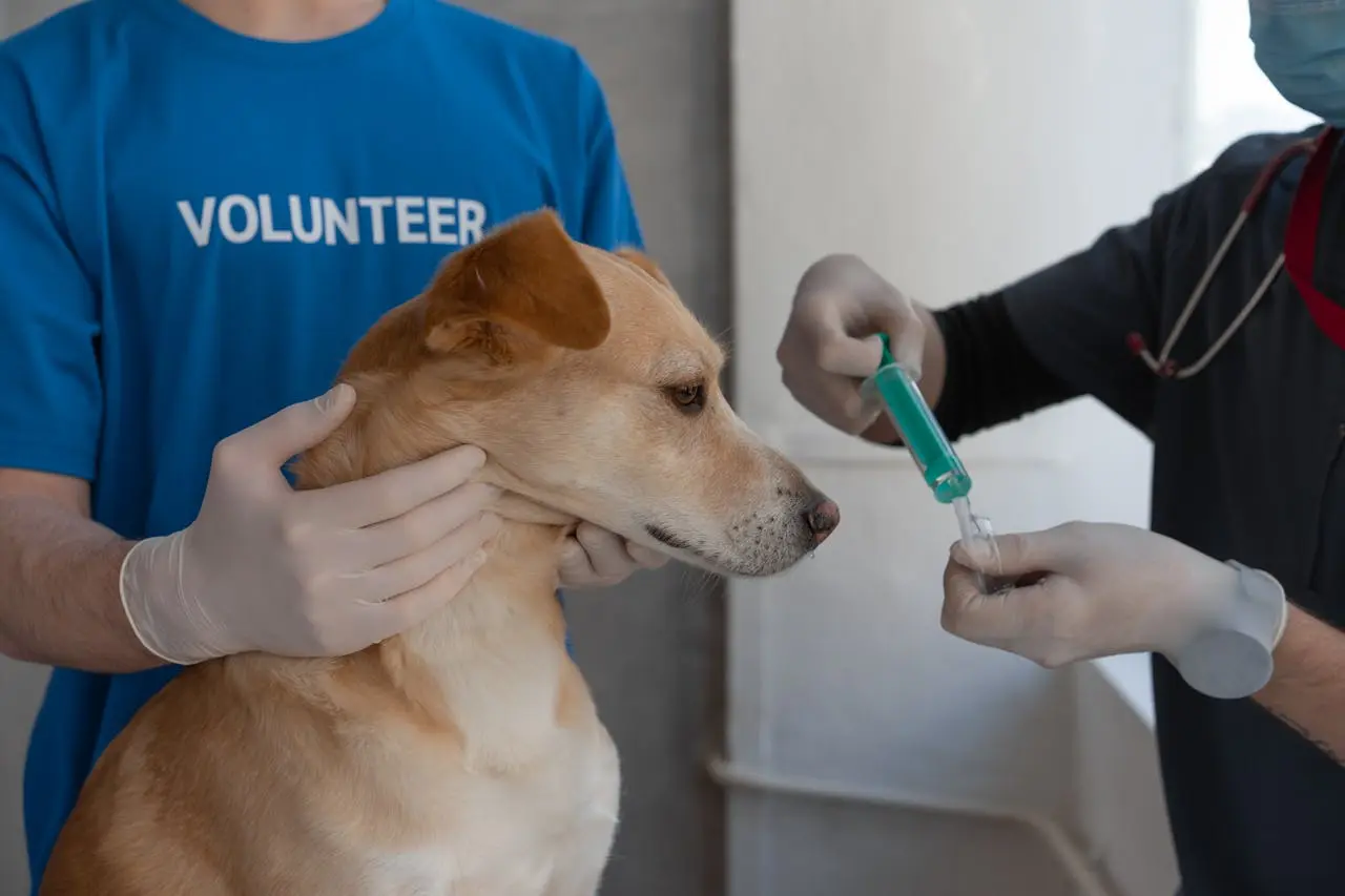 How to Calm an Anxious Pet Before a Vet Visit