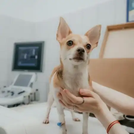 Lakeside Pet Hospital has been a trusted partner in pet health for families across Santa Rosa and Sonoma County