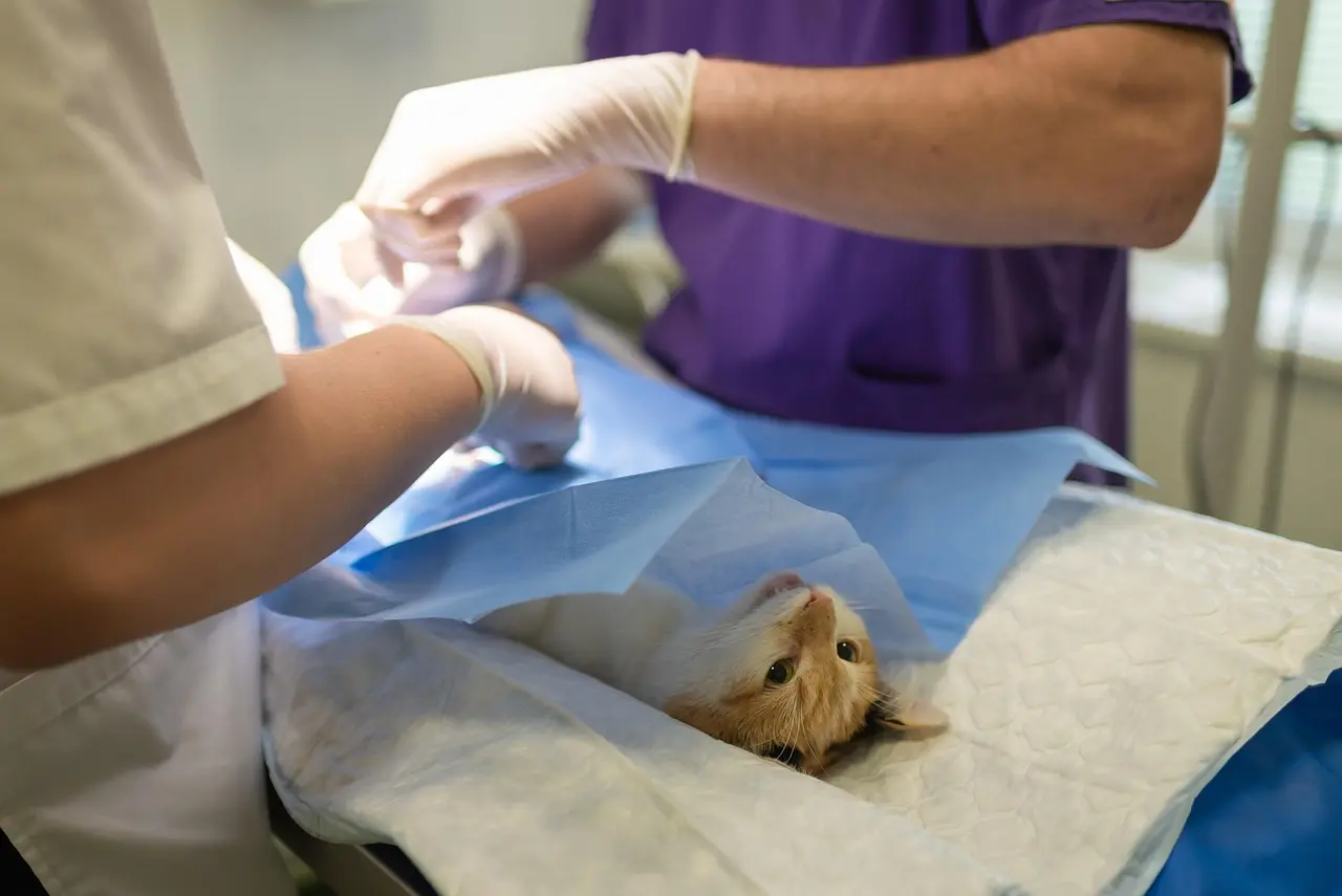 Emergency service at Lakeside Pet Hospital