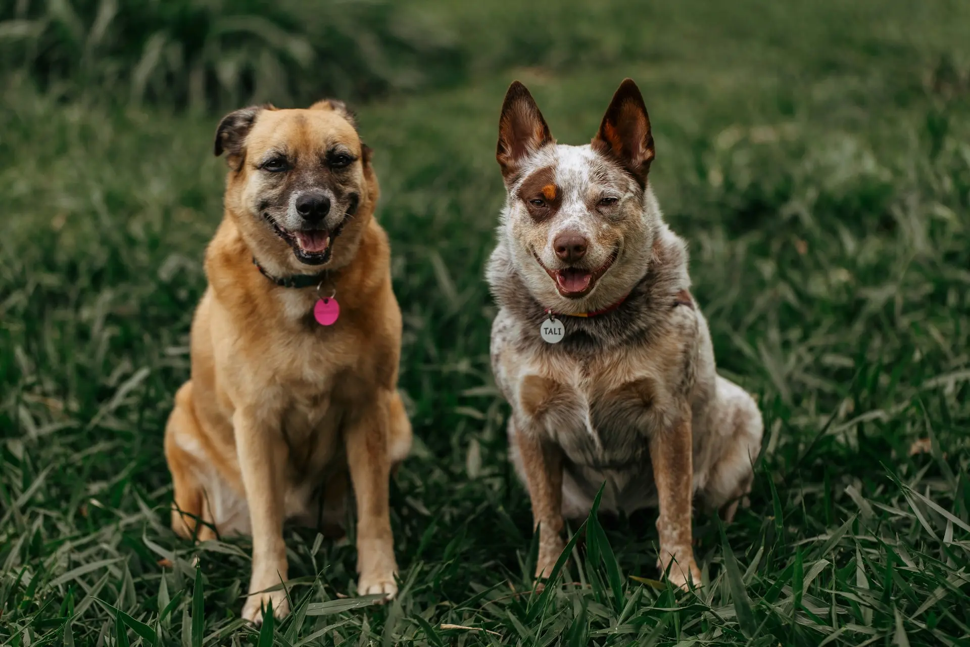 Geriatric Pet Care