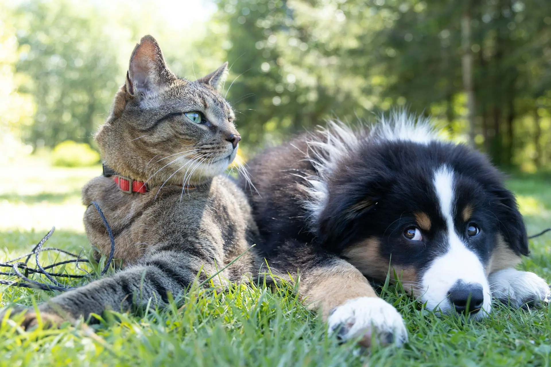 Puppies and Kittens