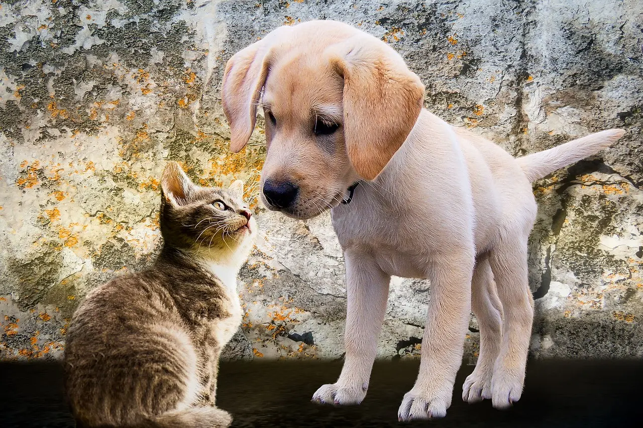 Spay & Neuter Services