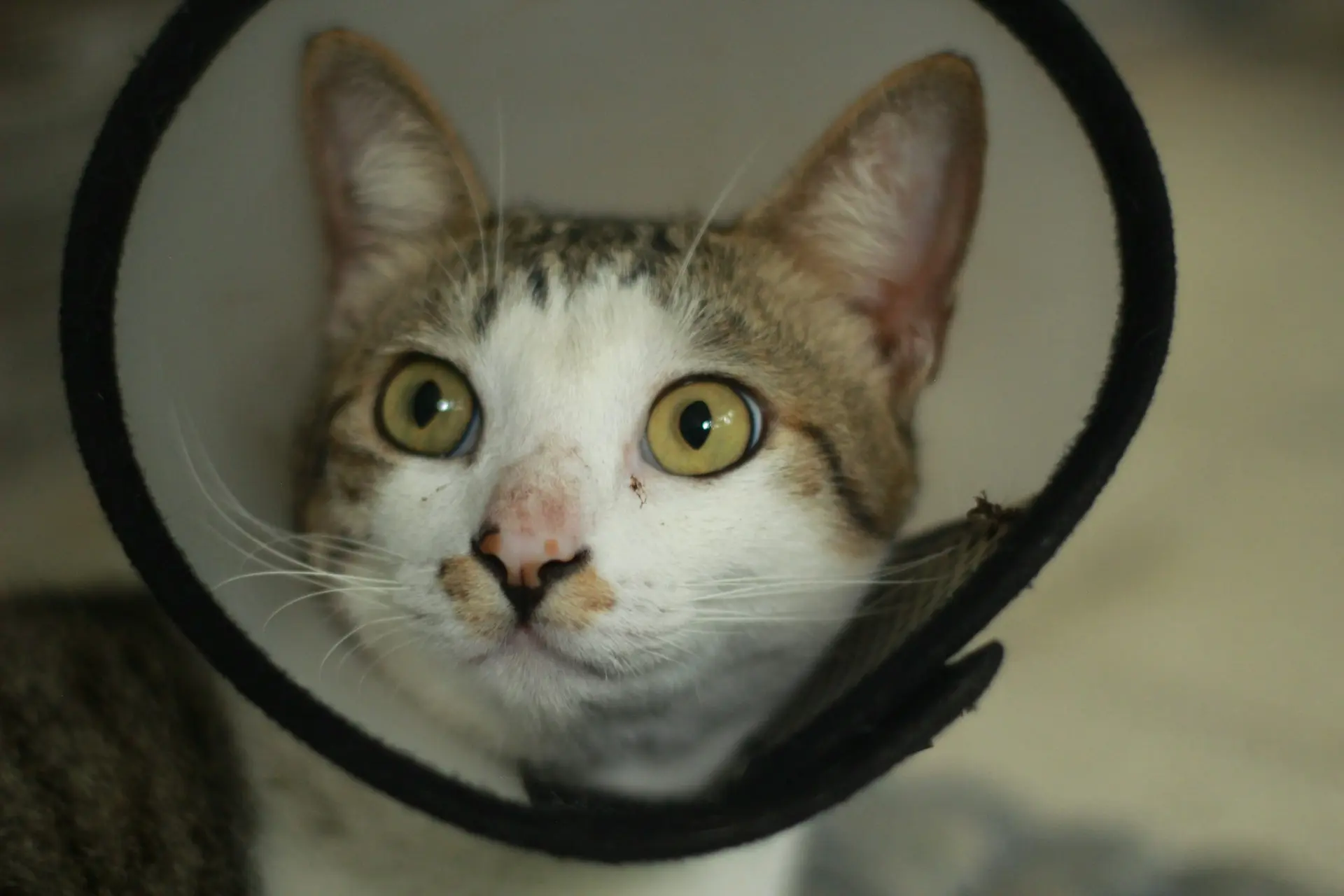 Pet Surgery