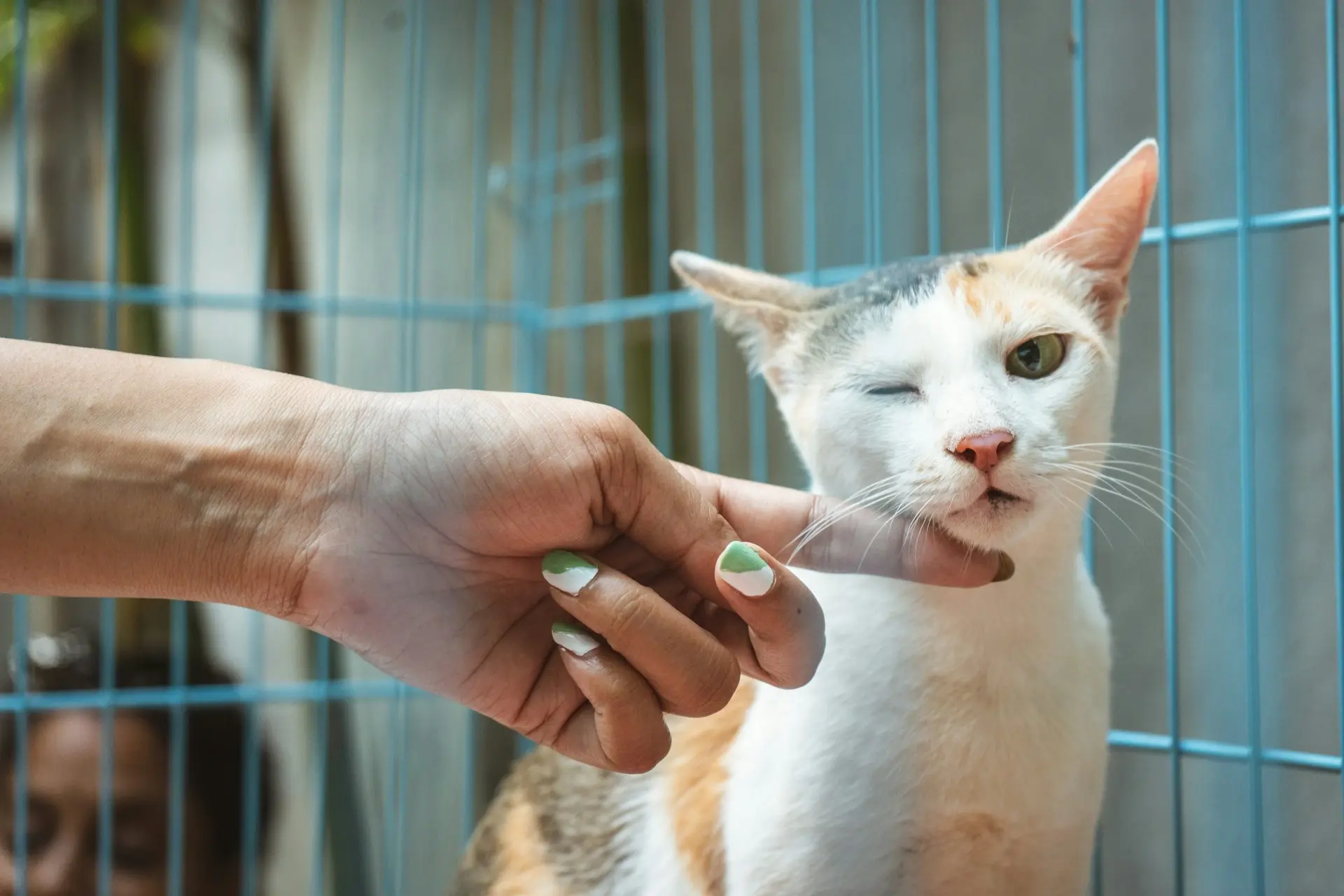 Pet Wellness Care