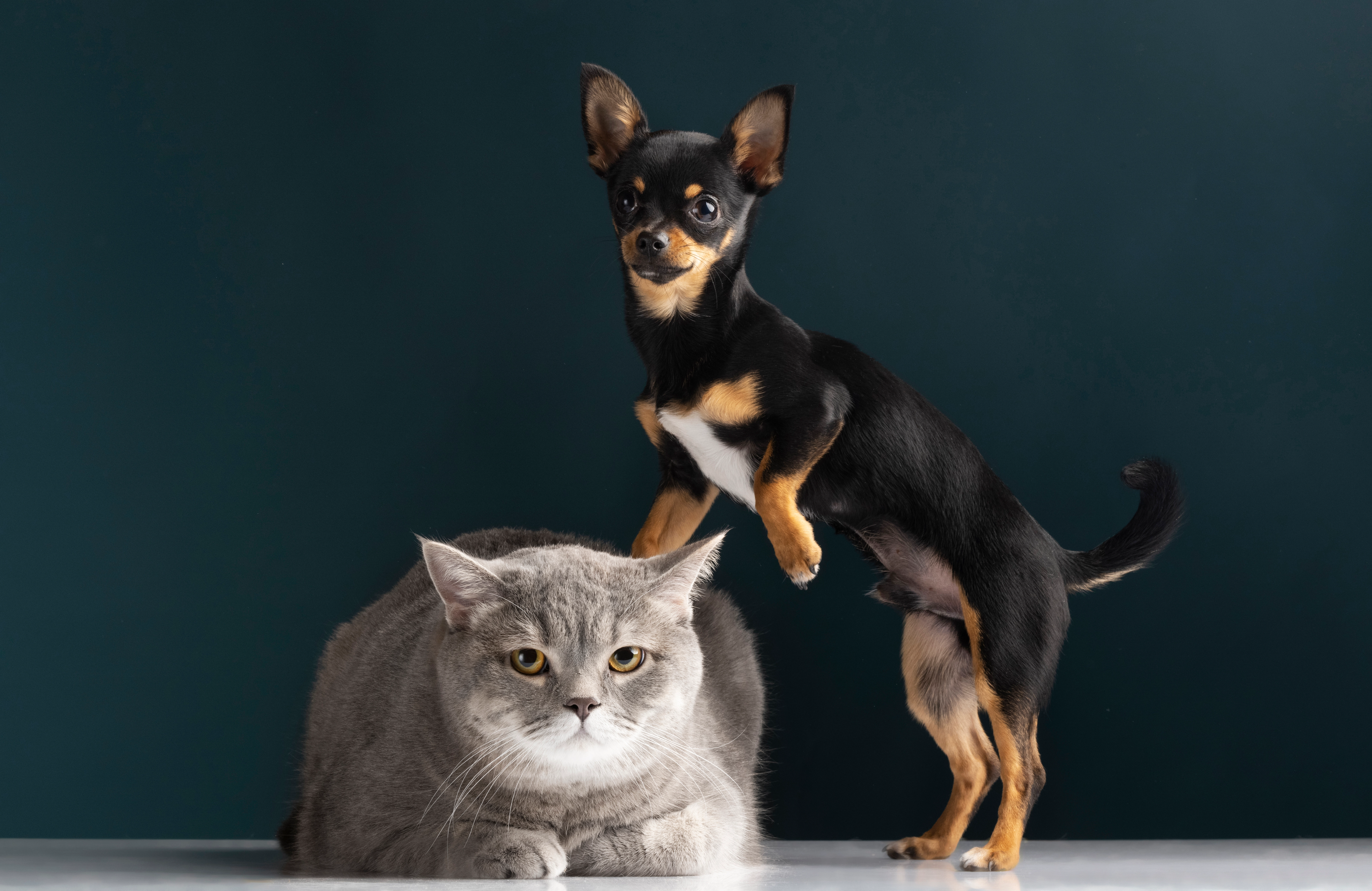 Lakeside Pet Hospital photo gallery