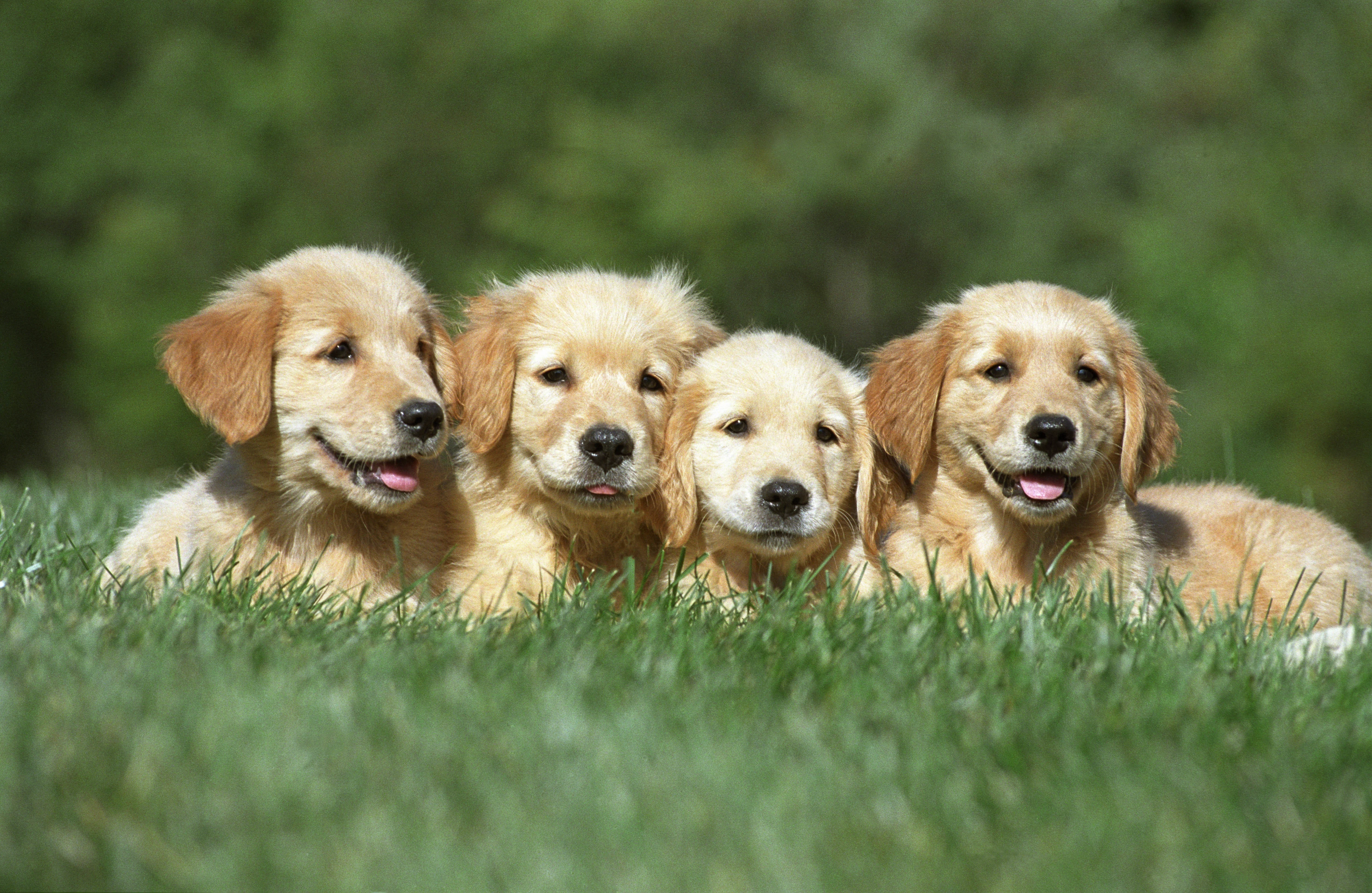 Lakeside Pet Hospital photo gallery